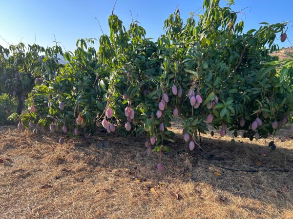Primer plano de un mango Osteen ecológico recién cosechado en Mediterranean Farmers, con árboles de mango llenos de fruta al fondo, mostrando la calidad y frescura de la fruta.