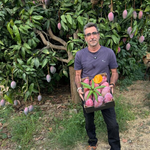 Agricultor ecológico Blas en Cútar con caja de mangos Osteen y árbol cargado de fruta en la Axarquía malagueña
