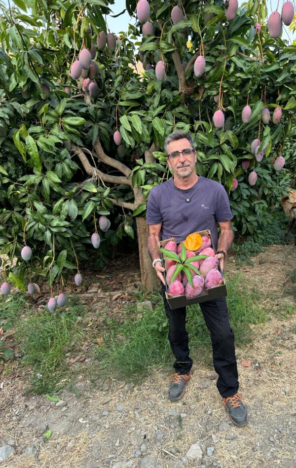 Agricultor ecológico Blas en Cútar con caja de mangos Osteen y árbol cargado de fruta en la Axarquía malagueña