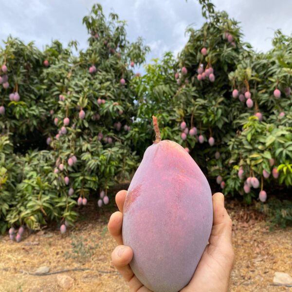 Mano sosteniendo un mango Osteen ecológico fresco con árboles llenos de mangos al fondo en Mediterranean Farmers.