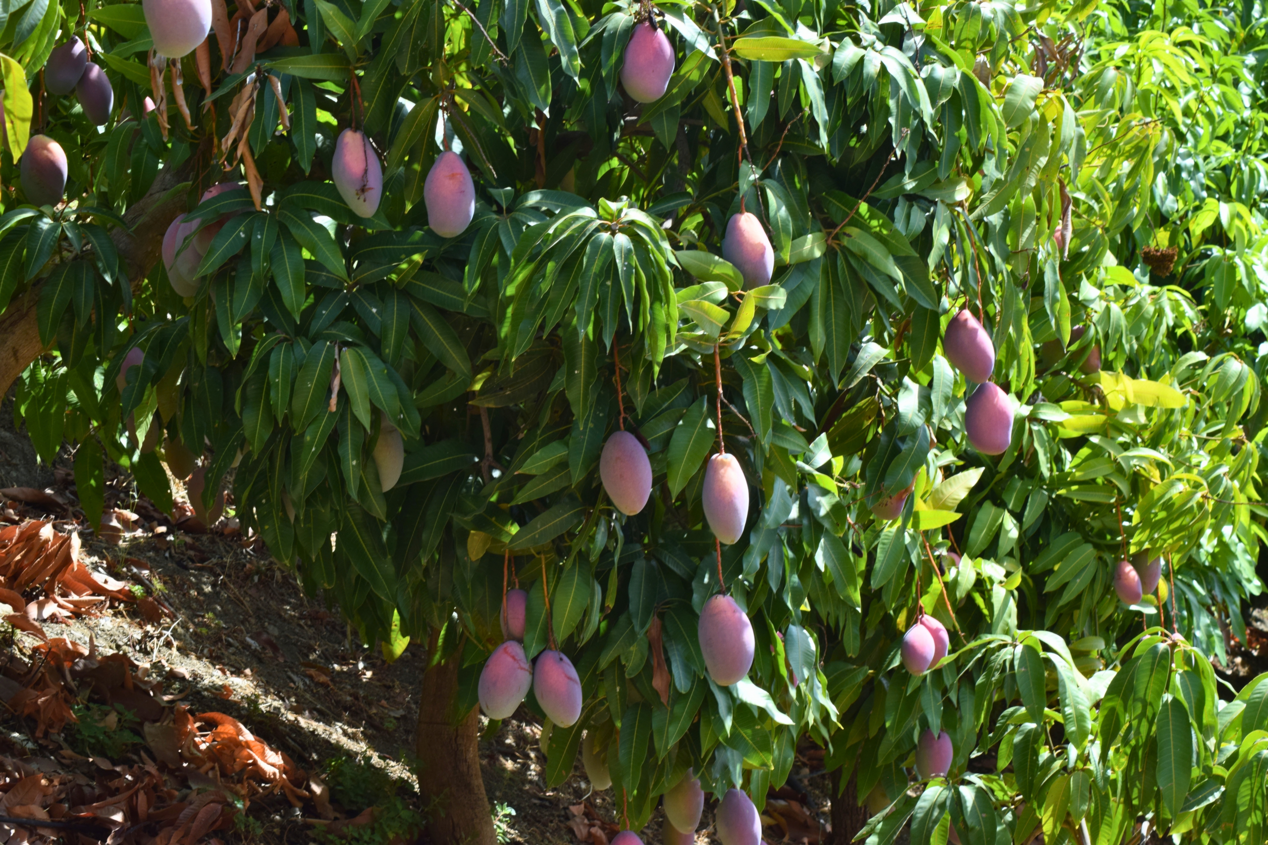 Mango Osteen Ecológico - Imagen 4