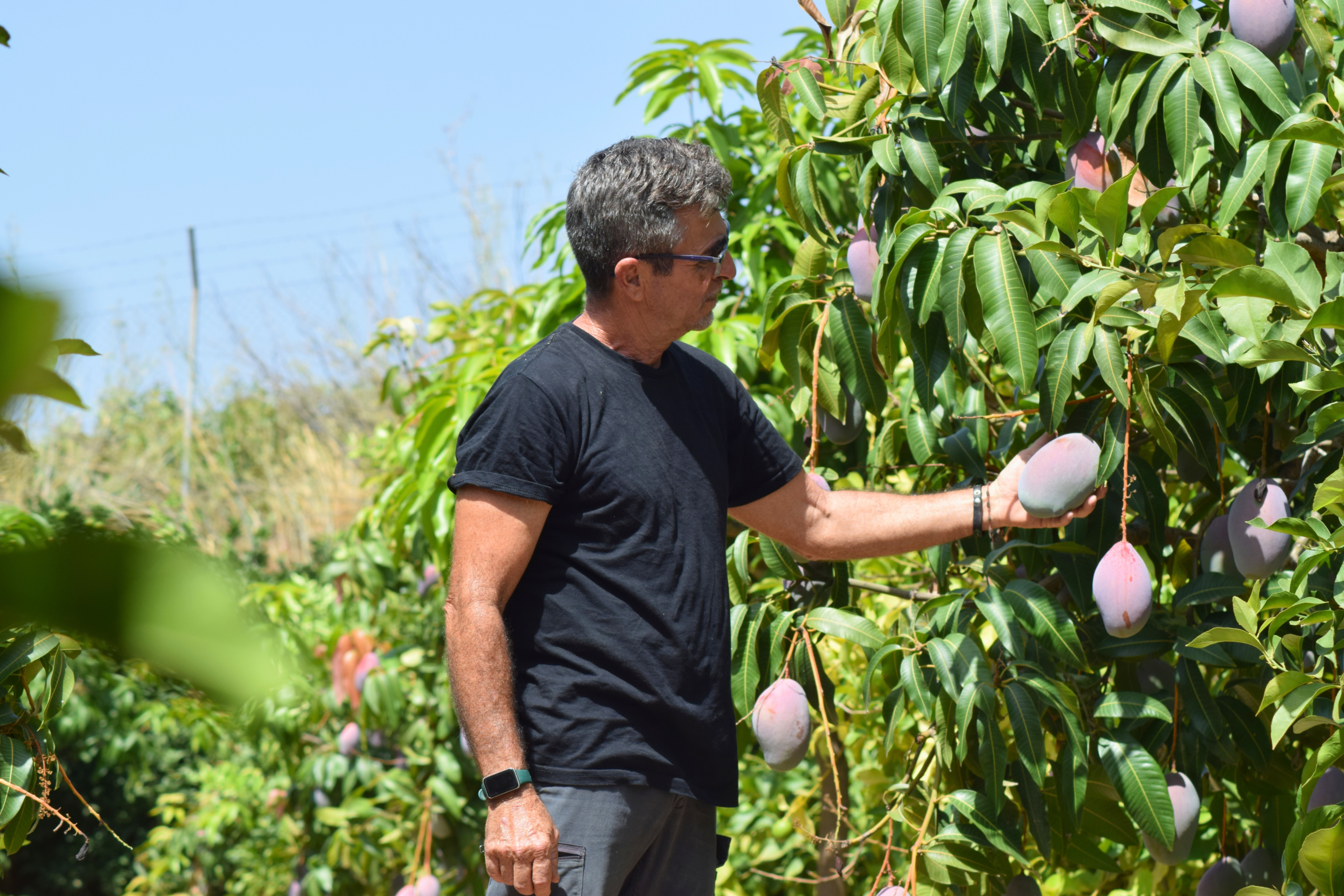 Mango Osteen Ecológico - Imagen 2