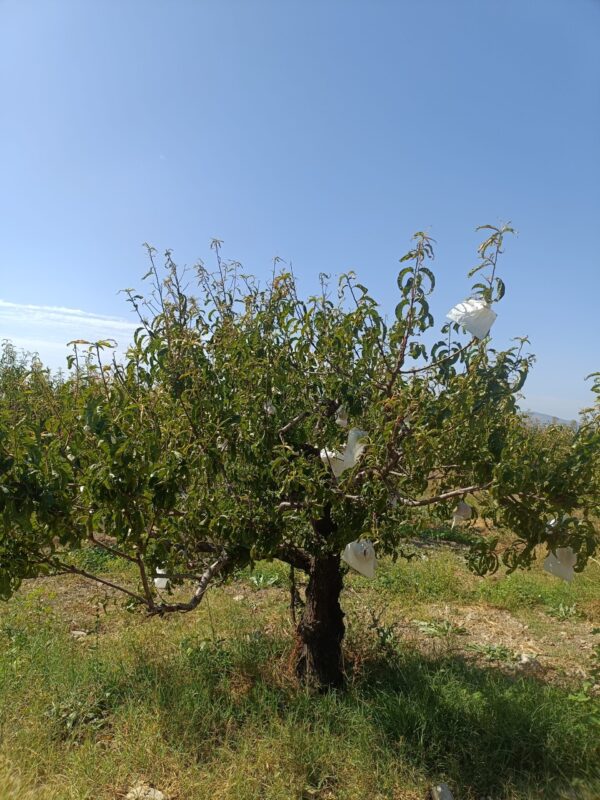Melocotonero ecológico en Periana con frutos embolsados contra plagas, campo verde y cielo azul de verano