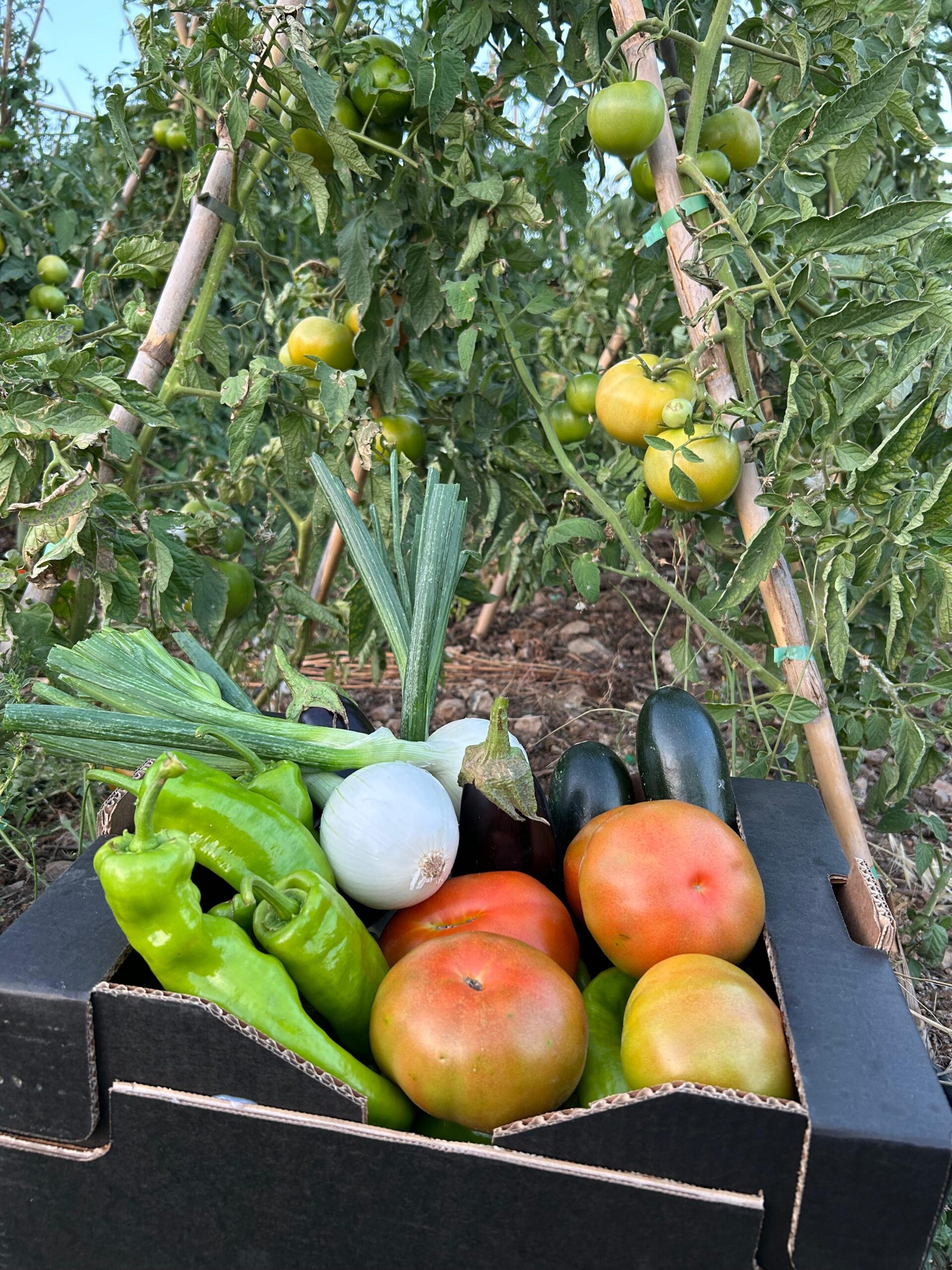 Primer plano de una caja con verduras ecológicas frescas: tomates, calabacines, berenjenas, pimientos y cebollas sobre la tierra del campo