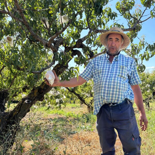 Antonio, agricultor de Periana, junto a un melocotonero ecológico sosteniendo un melocotón embolsado en su finca.