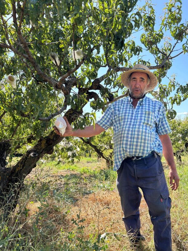Antonio, agricultor de Periana, junto a un melocotonero ecológico sosteniendo un melocotón embolsado en su finca.