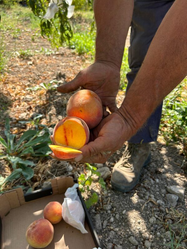 Melocotón de Periana Ecológico - Imagen 2