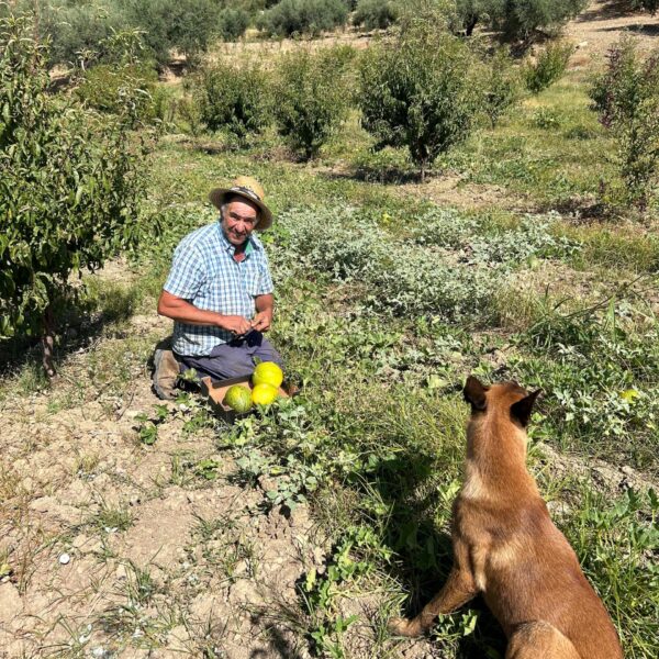 Antonio, agricultor ecológico de Periana, recogiendo limelones frescos cultivados con técnicas sostenibles.