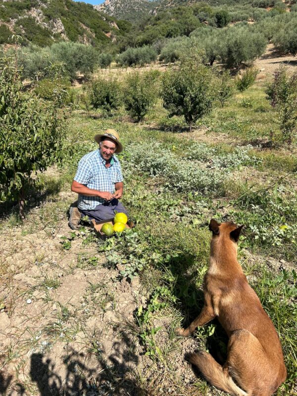 Antonio, agricultor ecológico de Periana, recogiendo limelones frescos cultivados con técnicas sostenibles.