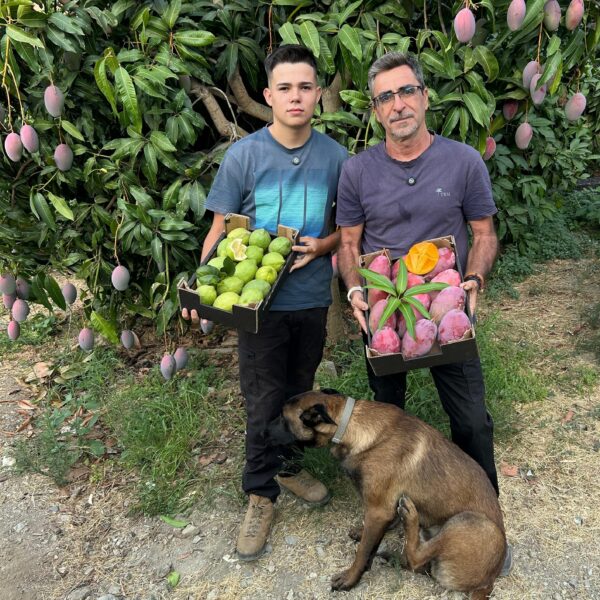 Blas y Francisco son dos agricultores ecológicos que cultivan mangos, limones y aguacates en La Axarquía malagueña