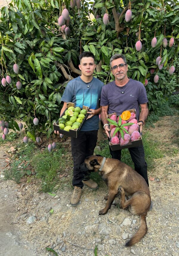 Blas y Francisco son dos agricultores ecológicos que cultivan mangos, limones y aguacates en La Axarquía malagueña