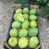 Limón Ecológico