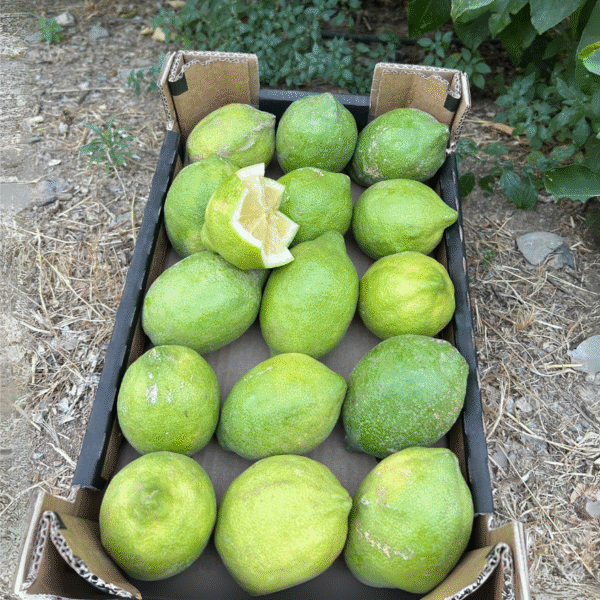 Caja de limones ecológicos de la Axarquía en el campo junto a un limonero, con un limón cortado en forma de estrella mostrando su frescura.