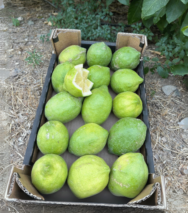 Caja de limones ecológicos de la Axarquía en el campo junto a un limonero, con un limón cortado en forma de estrella mostrando su frescura.