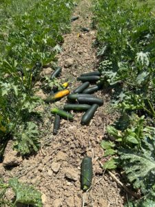 Calabacines tirados por razones estéticas