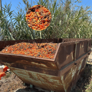 Contenedor lleno de tomates rechazados por su apariencia, un claro ejemplo del desperdicio alimentario que Mediterranean Farmers combate