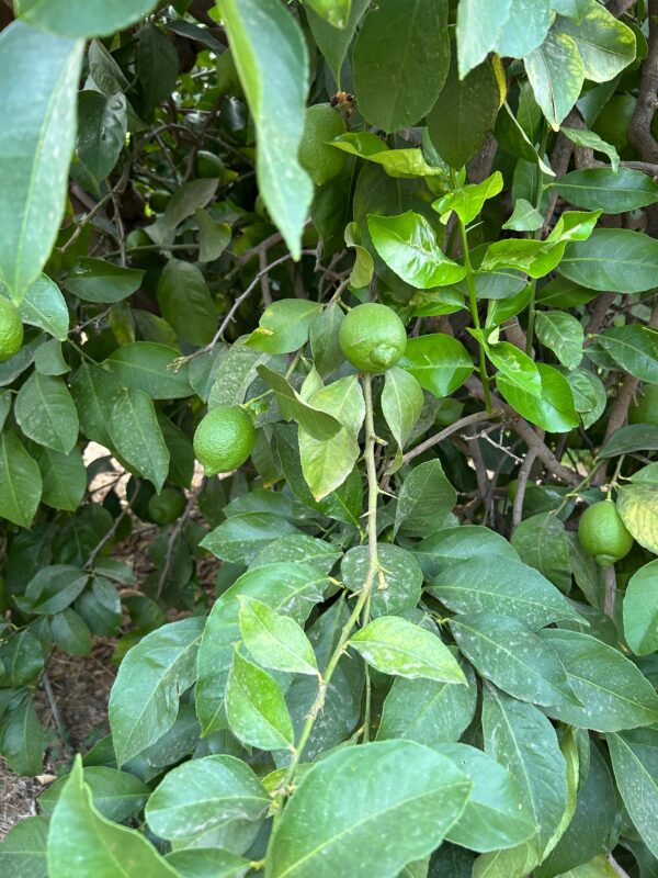 Limonero cargado de limones ecológicos en el campo de los agricultores Blas y Francisco en Cútar, Málaga.