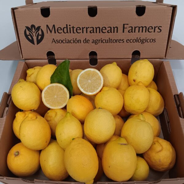 Limones ecológicos frescos de Cútar recién recolectados del agricultor en la Axarquía