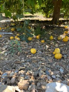 Limones ecológicos tirados en el suelo por no cumplir con los estándares estéticos del mercado