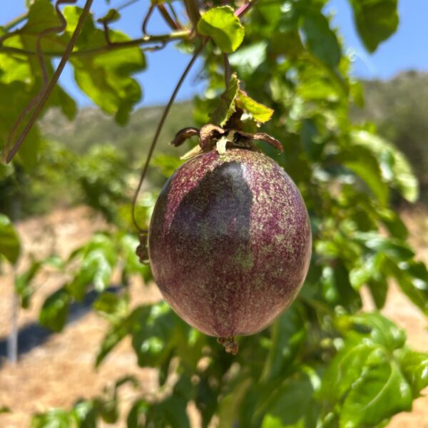 Maracuyá ecológica en la planta, cultivada de forma sostenible en Málaga.