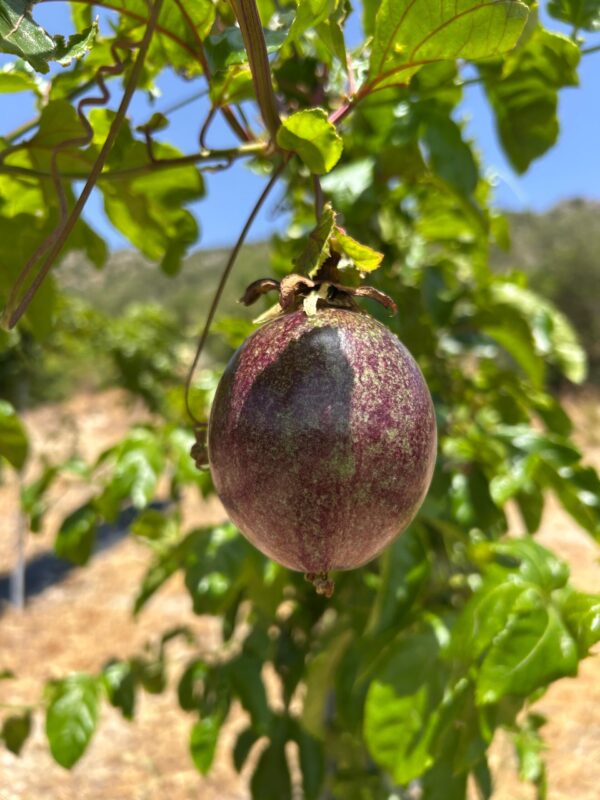 Maracuyá ecológica en la planta, cultivada de forma sostenible en Málaga.