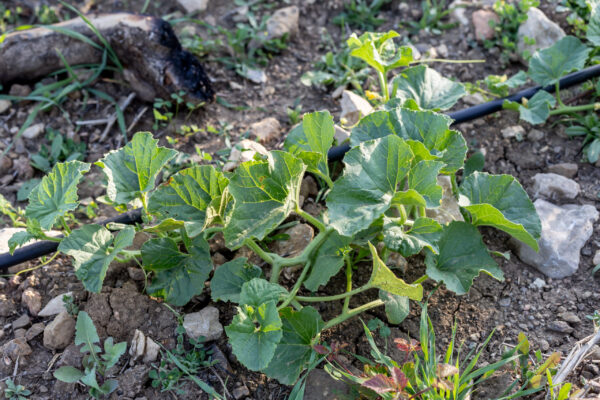 Planta de limelón ecológico en cultivo sostenible en Periana, Málaga.