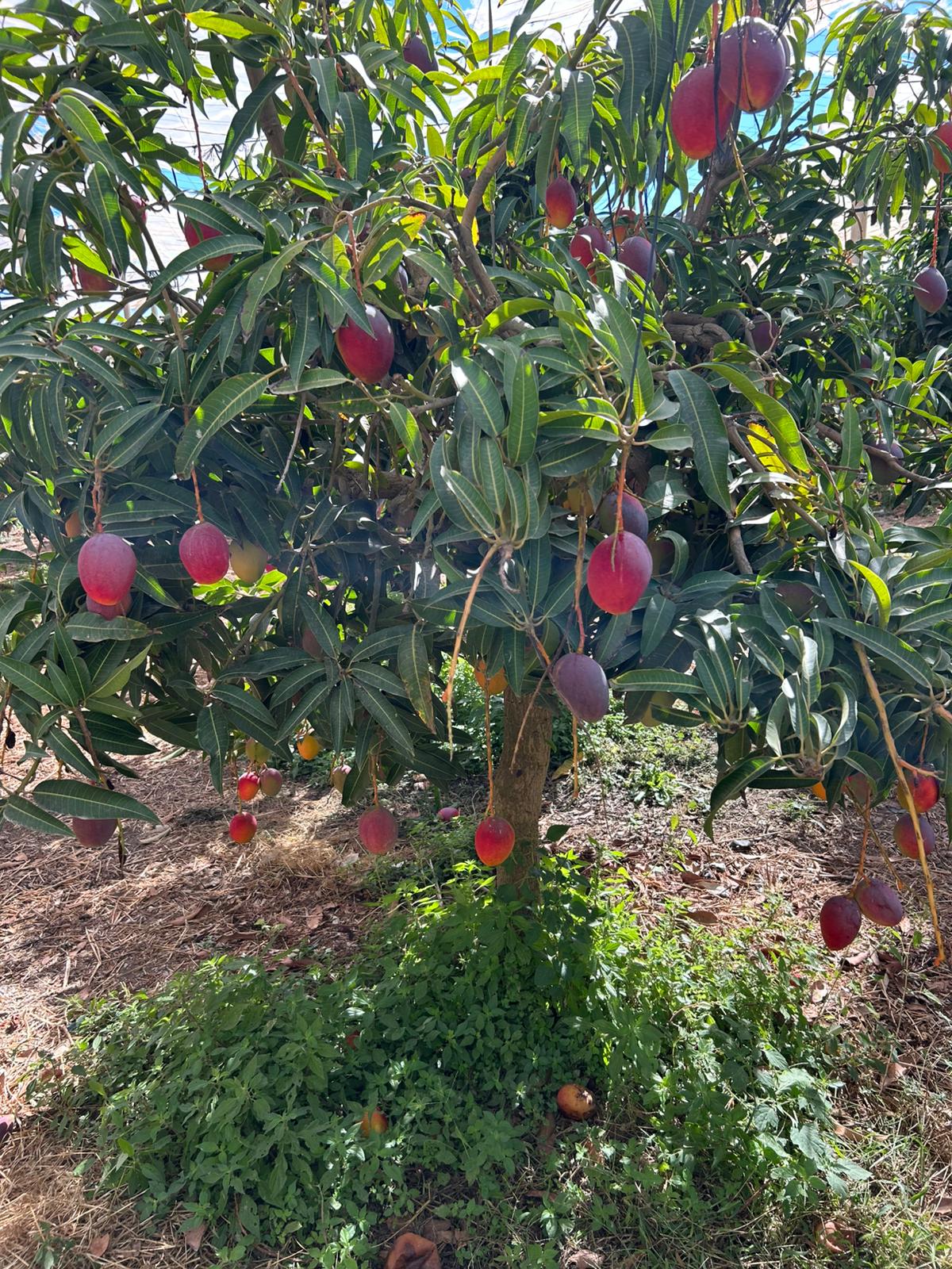 Mango Sensación Ecológico - Imagen 3