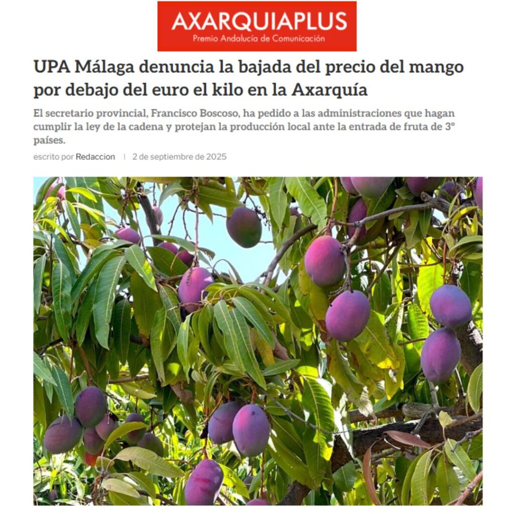 Noticia de Axarquía Plus: UPA Málaga denuncia la bajada del precio del mango por debajo del euro el kilo en la Axarquía