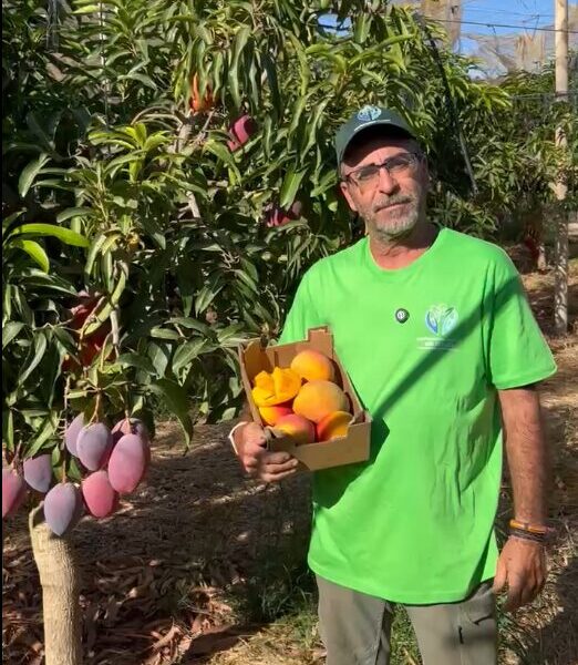 Nuestro agricultor ecológico asociado Blas sosteniendo una caja de sus mangos ecológicos Sensación delante de uno de sus árboles