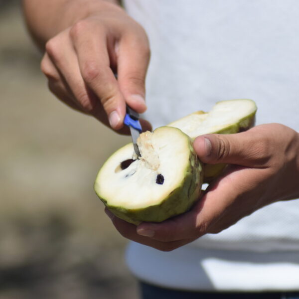 chirimoya ecológica