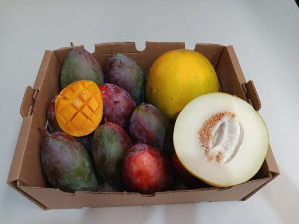 Caja de mangos Osteen y limelones ecológicos con piezas cortadas mostrando su pulpa fresca y jugosa.