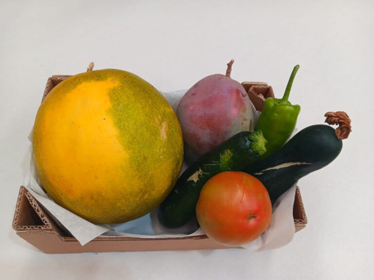 Salva alimentos con sabor y sin desperdicio Rescatamos tanto productos perfectos como aquellos con ligeros defectos estéticos, evitando que alimentos excelentes se pierdan por excedentes, precios injustos o competencia desleal.