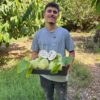 Chirimoya Ecológica