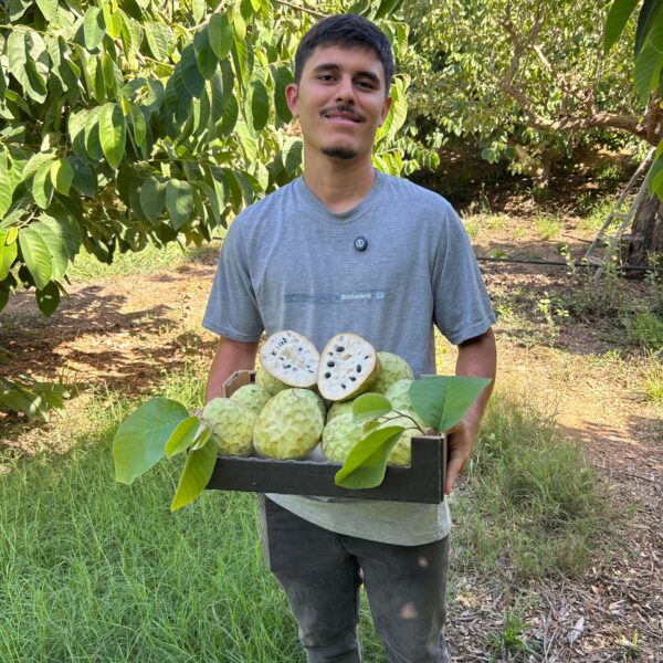 Agricultor Ricardo con caja de chirimoyas ecológicas Fino de Jete, fruta tropical de pulpa cremosa cortada por la mitad.