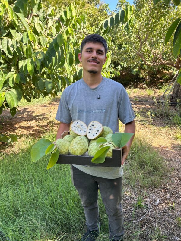 Agricultor Ricardo con caja de chirimoyas ecológicas Fino de Jete, fruta tropical de pulpa cremosa cortada por la mitad.