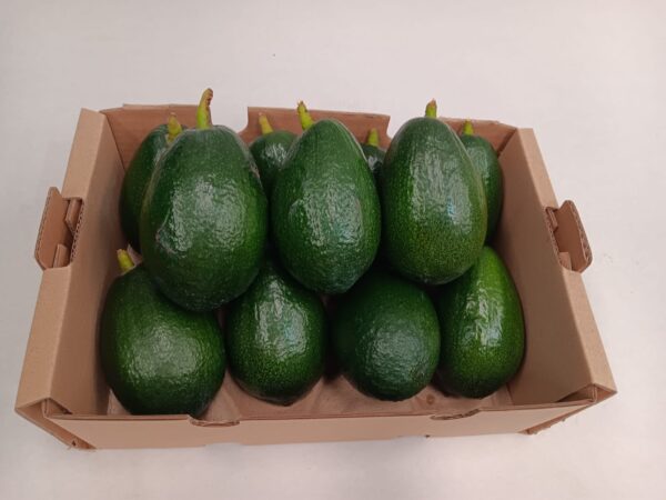 Caja de aguacates Bacon ecológicos frescos con piel lisa verde