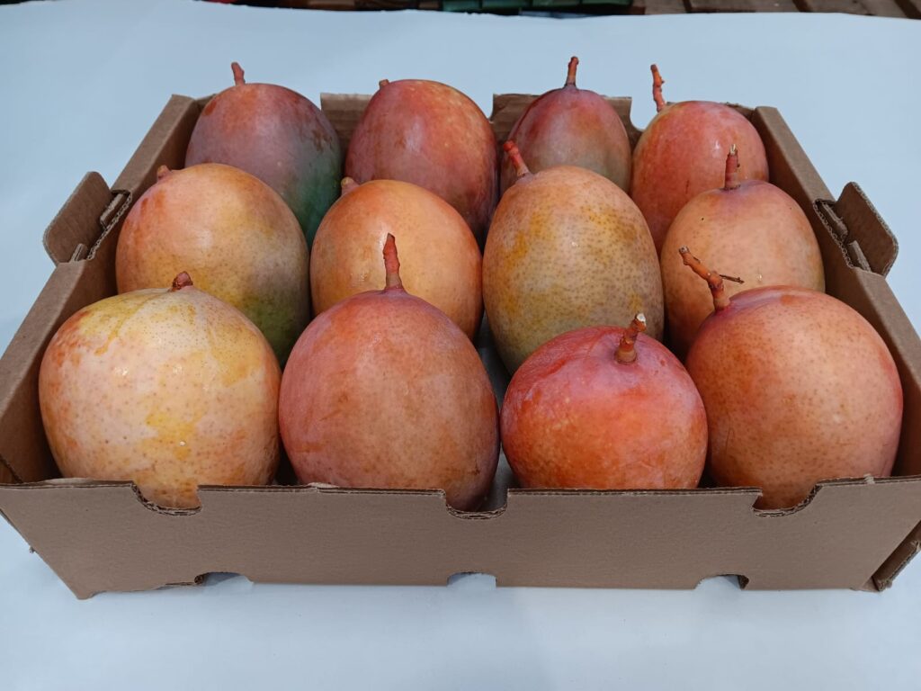 Mango Keitt Ecológico