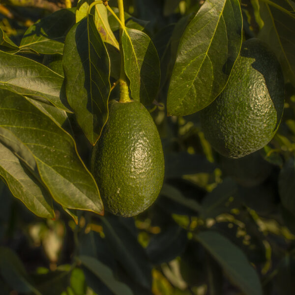 Aguacate Bacon 1kg