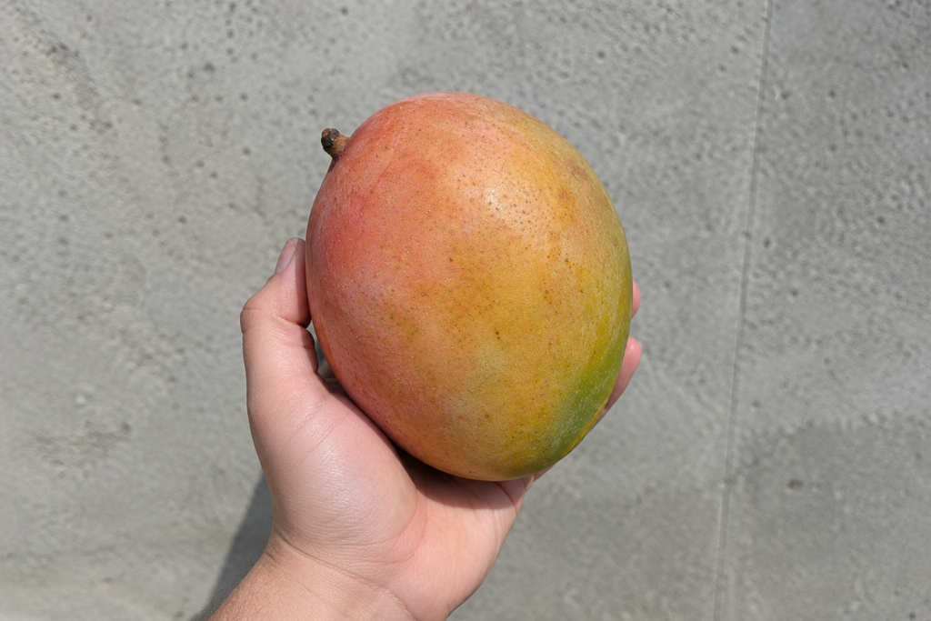 Finca de Mango Keitt
