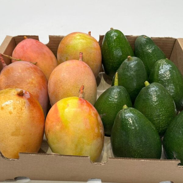 Caja de mangos Keitt y aguacates Bacon ecológicos recién cosechados de agricultores locales