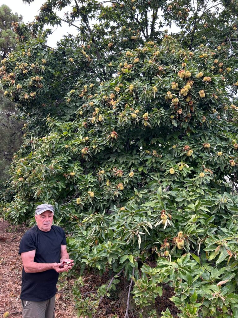 El agricultor Pepe junto a un bonito castaño en la Sierra de las Nieves