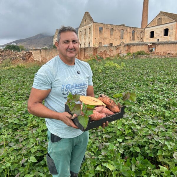 Agricultor Antonio Torcuato con boniatos ecológicos de Nerja