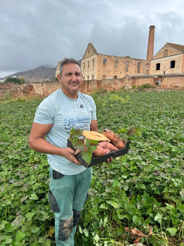 Agricultor Antonio Torcuato con boniatos ecológicos de Nerja