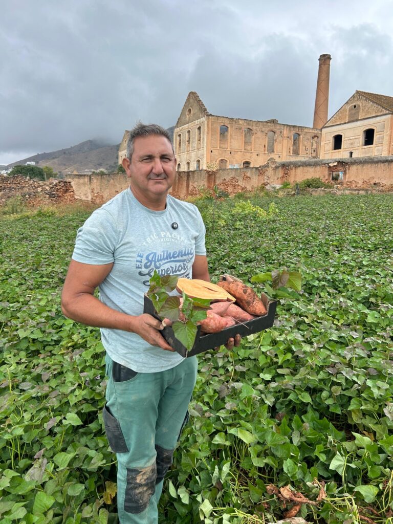 Agricultor Antonio Torcuato con boniatos ecológicos de Nerja