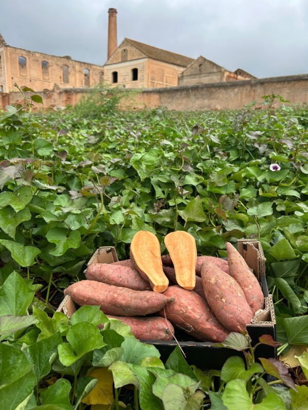 Caja de boniatos ecológicos en campo de Nerja con ingenio azucarero