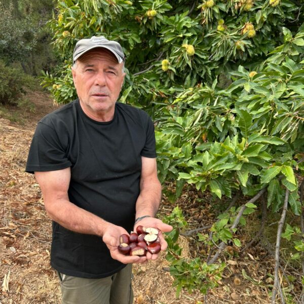 Pepe, agricultor de Yunquera, mostrando castañas ecológicas cultivadas en la Sierra de las Nieves.