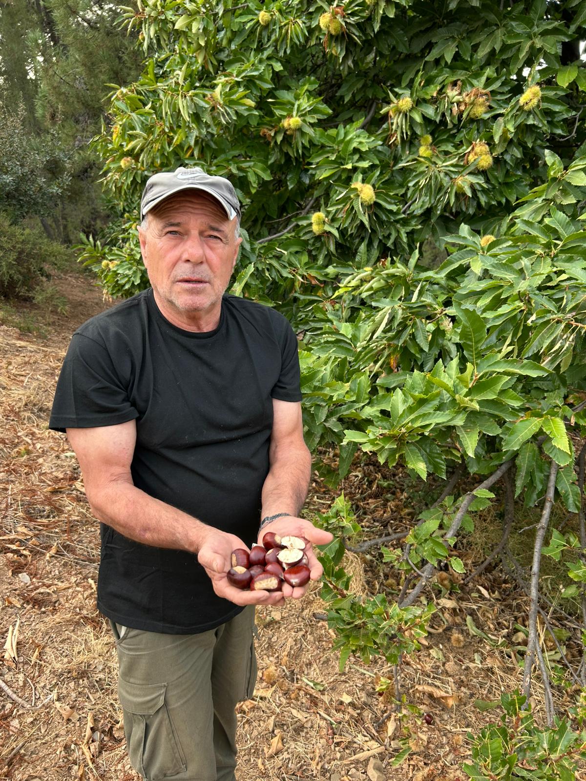 Pepe, agricultor de Yunquera, mostrando castañas ecológicas cultivadas en la Sierra de las Nieves.