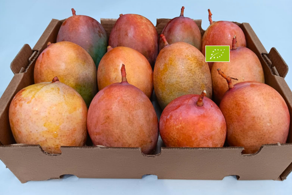 Mango Keitt Ecológico