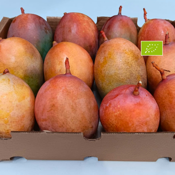 Mango Keitt ecológico de la Axarquía de Málaga cultivado por Blas