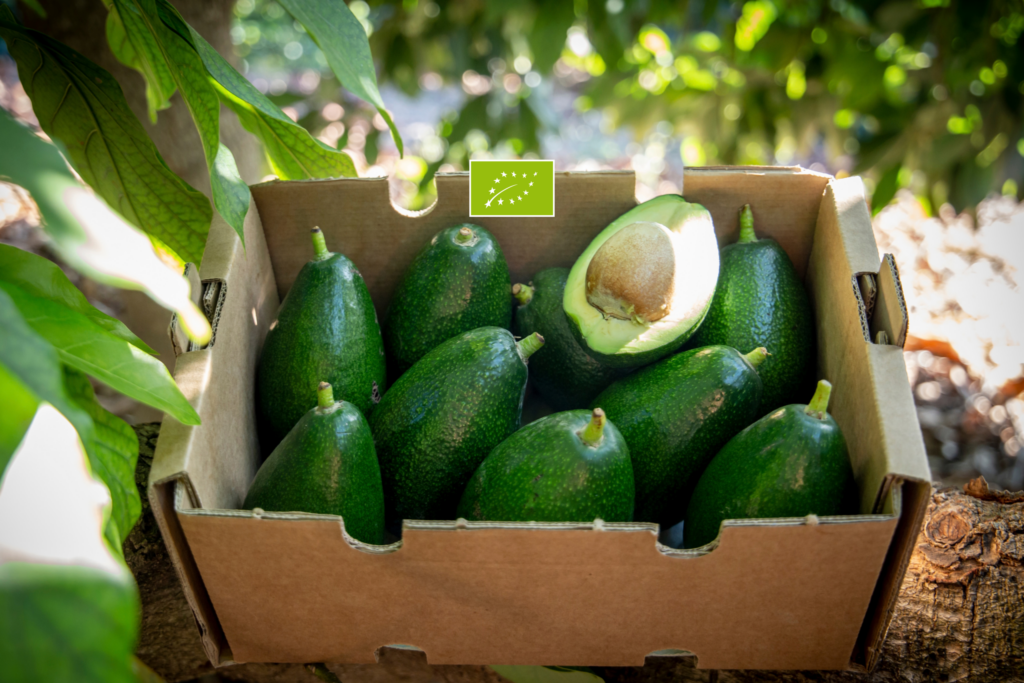 Aguacate Bacon Ecológico